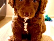 Aussiedoodle Welpen, Australian Shepherd x Kleinpudel