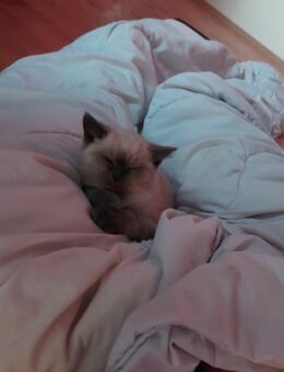 Super süßer reinrassiger BKH Bube - Hamm