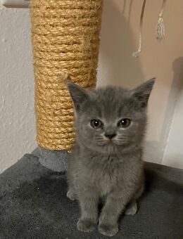 Mega verschmuster Bkh Kater blau 12 Wochen Mega kinderlieb ab sofort - Gelsenkirchen