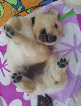 Golden Retriever Welpen reinrassig Wurftag: 2. Juli 2025 - Besuchstermine ab sofort mögl.! - Battenberg (Eder)