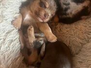 Chihuahua Mix Welpen - Schöningen