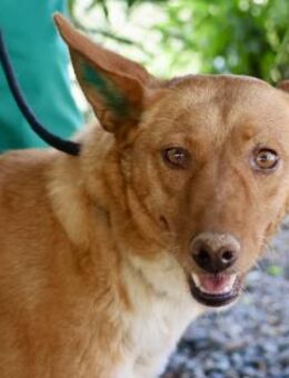 Coral, klug, freundlich, sehr loyal - Westerholt