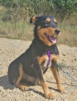 Joschi 43 cm geb. 06/2024 - Schwarmstedt