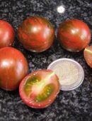 Lois Baby Tiger MD - Zwergtomate in 70569