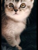 Britisch Kurzhaar Kitten in 32049