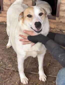 TAXI ~ mit der süßen Herz - Nase 💝 - Duisburg