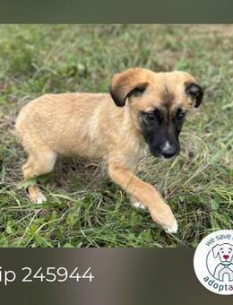 Chip 245944: Hundekind sucht ein Zuhause - Kirchzell