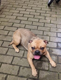 Liebevolles Zuhause gesucht - Herrieden