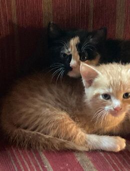 Katzenbabys, Kitten Glückskätzchen, roter Kater - Dernbach (Landkreis Neuwied)