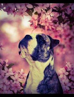 Bulldogge mix Rüde - Heidelberg