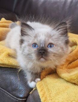 Letzte Wunderschöne Heilige Birma Kätzchen - Beckum