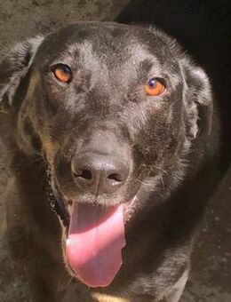 Sanny - die Sanfte - Obertshausen