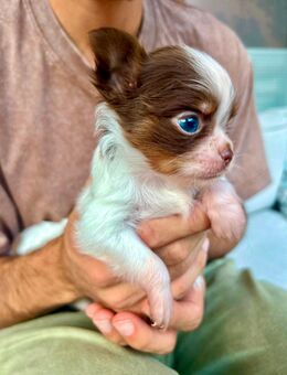 Chihuahua Welpen - Dortmund Ruhrallee