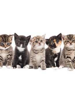 Zuckersüße BKH - Kitten suchen Euch! - Wismar