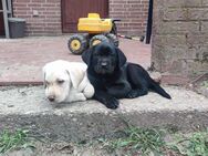 Labrador Welpe Schwarz sucht ein Zuhause - Suhlendorf