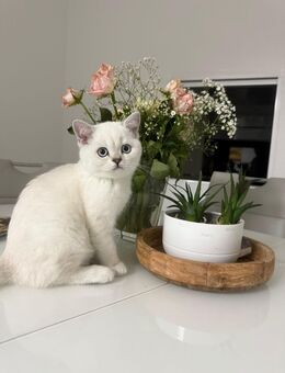 Katze Britisch Kurzhaar - Neckarsulm