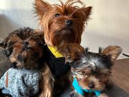 Mädchen Yorkshire Terrier Welpen zu verkaufen - Reinrassig, mit Papieren und geimpft - Bremen