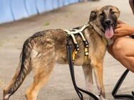 Schäferhundmix Kirsi - München