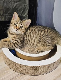1 Jungs BKH Kitten - Spelle