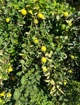 Quitten Naturbelassen ohne Dünger - Seelze