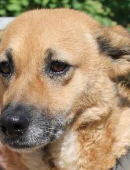 Abril sucht ein liebevolles Zuhause - Berlin