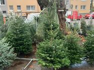 Weihnachtsbaum Verkaüfer für Essen ab 07.12 gesucht - Essen