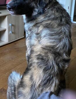 Alfino sucht liebevolles Zuhause - Grebenhain