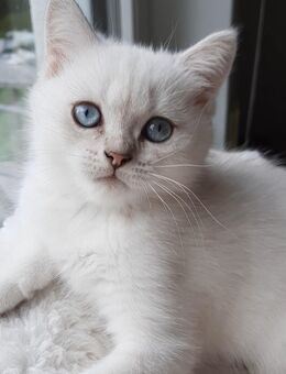 BKH Britisch kurzhaar kitten - Hünstetten