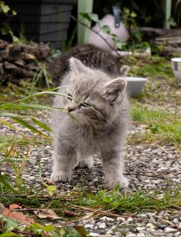 junge, graue Katze - Hamm