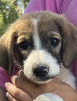 Frieda, geb. ca. 06/2025, GRIECHENLAND - Euskirchen