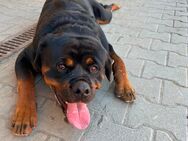 Rottweiler rüde - Mühlacker Zentrum