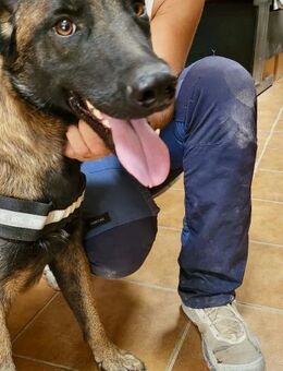 Balto, neugierig, freundlich,lernfreudig - Westerholt