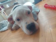 Dogo Argentino Welpe Torvi - Meiningen