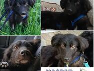 KASPAR * sensibler Hundejunge - Duisburg