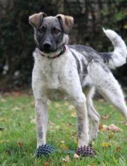 Hundemädchen Linda - Balingen