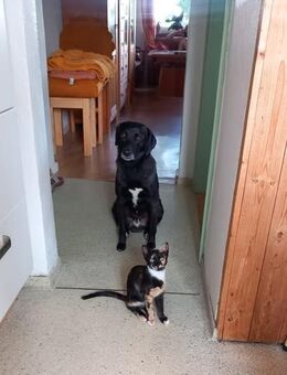 Toffee – der charmante Sunnyboy sucht sein Für-immer-Zuhause! - Dachau