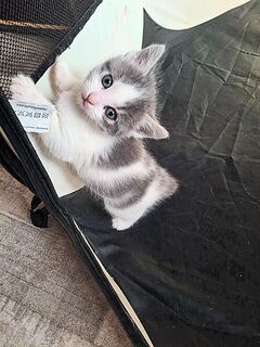 Kitten langhaar mix