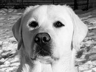 Weißer Labrador Deckrüde 210 fach genetisch getestet alles frei! d. Showlinie aus Exklusiv Körzuchtmit uneingeschränkter Zuchttauglichkeitsprüfung - Hamburg Bergedorf