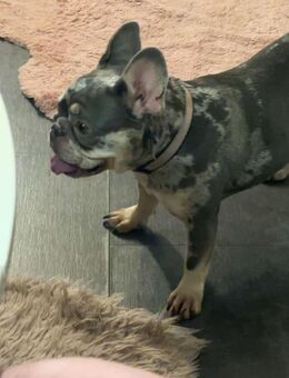 Französische Bulldogge Lilac Merle Tan - Heilbronn