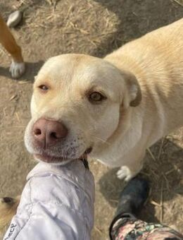 Checker - lieb und entspannt - Hamburg