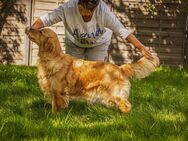 Dark Golden Retriever Welpe - Wallersheim