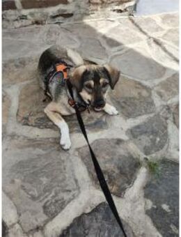 Mabel - wartet in 56379 Oberwies - Oberwies