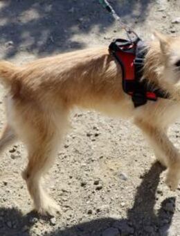 Lady, zutraulich, offen, freundlich - Westerholt