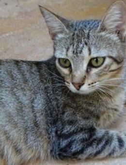 Lilly - auf der Straße gefunden (ALO) - Geisenheim