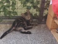 British kurzhaar Babykitten suchen ein liebevolles Zuhause ♥️ - Frankfurt (Main)
