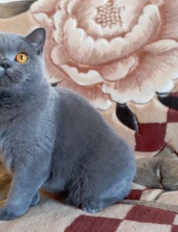 BKH-Katze in blue (Stammbaum)! - Zirndorf