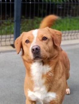 FINLEY wartet auf seine Herzensmenschen - Fahrenzhausen