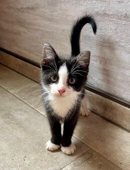Katzenbaby, Babykatze - Berne