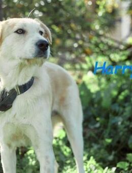 Harry3 mit angenehmen Charakter 7/22 ESP - Ruppertsecken