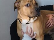 Rocky Englisch Bulldoggen Mix - Castrop-Rauxel